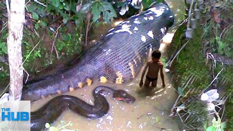  Urutú: A Mysterious Creature From the Amazonian Depths Unveiled!