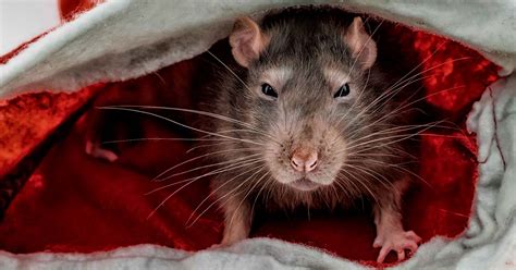  Rat King: Kertomus vanhasta Korean kuningas, joka muuttui jyrsijäksi!