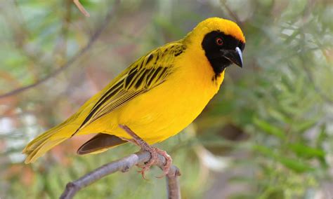  The Weaver Bird: A Magical Tale Of Transformation And Self-Discovery From 13th Century Pakistan