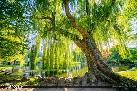  The Willow Tree - A Story About Love, Sacrifice and the Enduring Power of Nature!